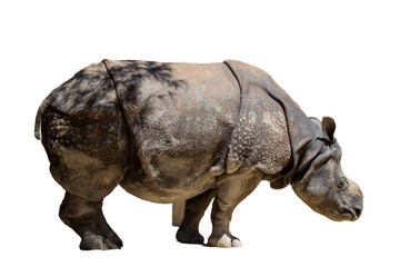 Rhino with isolated and transparent background