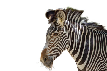 Fototapeta na wymiar zebra with isolated and transparent background