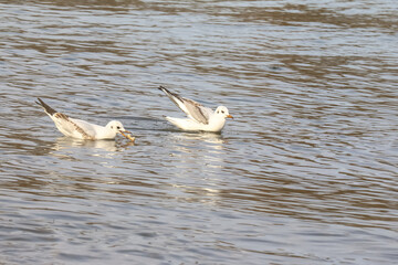 Lachmöven schwimmen auf dem Wasser, Larus ridibundus