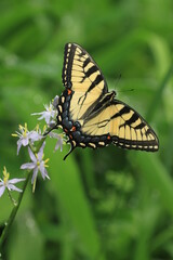 Obraz premium Eastern tiger swallowtail female (papilio glaucus) on wild hyacinth (Camassia scilloides)