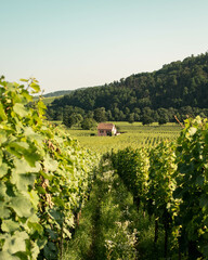 Vineyard taking the sun in Alsace.Wine region in France.Breathtaking landscape with hills filled with vines in golden light. Nice view of the vineyard countryside. Alsatian vineyard.Vineyard row