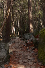 yosemite national park forest trail