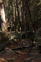 yosemite national park forest trail