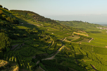 Vineyard taking the sun in Alsace.Wine region in France.Breathtaking landscape with hills filled...