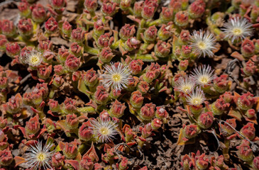 The crystalline ice plant, Sao Lourenco, Madeira Island, Portugal (Mesembryanthemum crystallinum)