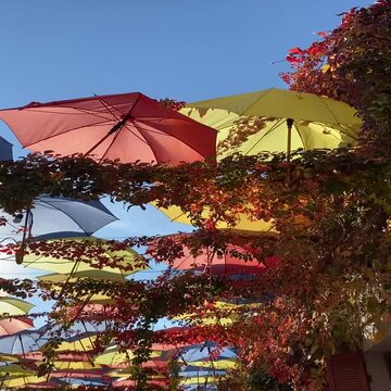 Colorful parasols decor and red leaves of wild grapes in autumn.