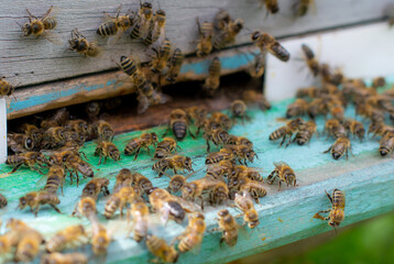 Worker bees and drones at the entrance to the hive in the apiary, close-up