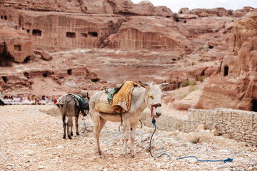 Donkeys in front of stone tombs carved into the mountain in the ancient city of Petra in Jordan