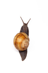 snail creeps up on a white background, spring period