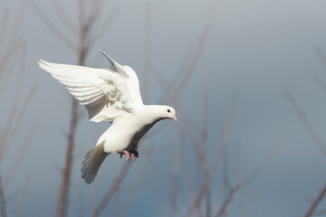 white dove flies against a stormy sky, spring period