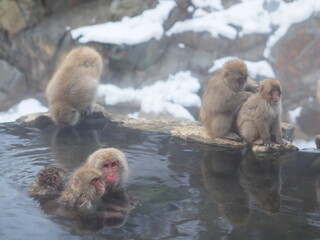 Obraz premium OLYMPUS DIGITAL CAMERA