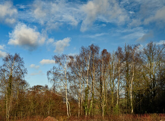 Fototapeta premium trees in the field
