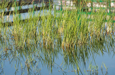 Closeup of grass reeds in water with reflection