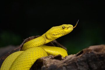 Yellow Insularis Snake