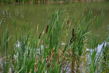 reeds with green grass on the edge of the pond with water and reflection, close-up