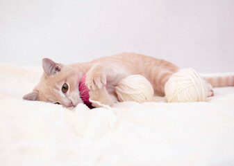 Fototapeta na wymiar Close-up of funny redhead lying on fluffy blanket with yarn. Striped cat is playing with pink and white balls, balls of thread on white bed