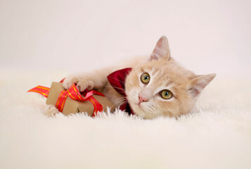 Red-haired shorthair cat lies on white plaid with gift box with red bow, concept of gift and surprise for loved one. Pets and lifestyle concept. Electoral background