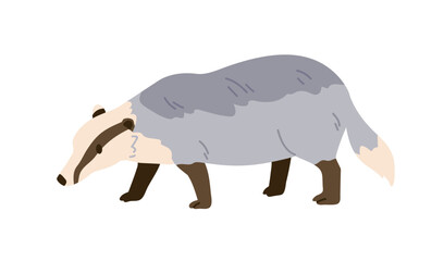European badger, wild forest animal. Europe Meles, woods mammal with tricolor fur. Eurasian fauna. Flat vector illustration isolated on white background