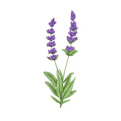 Lavender, French flowers. Lavanda, aromatic floral plant. Botanical retro realistic drawing of lavandula, lavendar. Provence wildflowers. Hand-drawn vector illustration isolated on white background