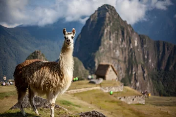 Foto auf Acrylglas Machu Picchu Lama in posa a Machu Picchu 