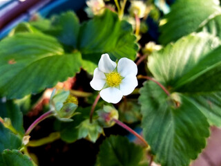 Flower of a strawberry 