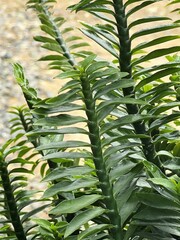 green Euphorbia tithymaloides leaves of a plant in the garden