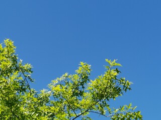 Blue sky background with tree below and copy space above