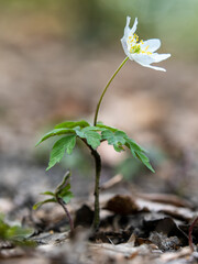 Wood Anemone on Woodland Floor