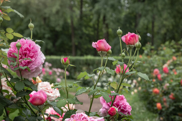 Obraz na płótnie Canvas pink garden in summer, pink rose flowers bloom