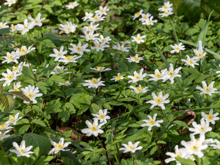 Wood Anemone on Woodland Floor