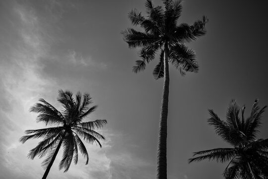 Palm trees and sky landscape in black and white.