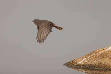 Black redstart (Phoenicurus ochruros).