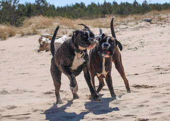 Two Boxer dogs are playing on the beach at Baltic sea 
