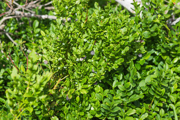 Green blueberry leaves and young berries, wild plantation in the mountain forest. Thicket of organic bilberry bushes.