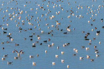 colonies of migratory birds on the lake of Realtor, in Provence