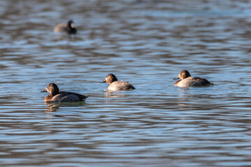 Common Pochard on the lake of Realtor, in Provence