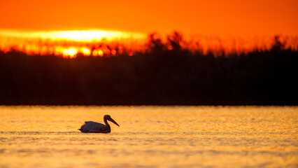 Fototapeta na wymiar pelicans in the Danube Delta at sunrise in romania