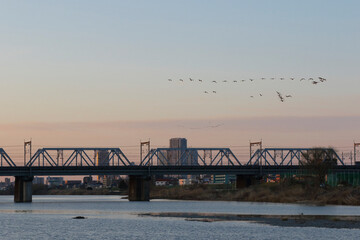 A flock of birds flying over the Tama River in the morning 2