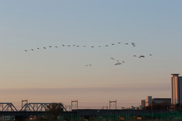 A flock of birds flying over the Tama River in the morning