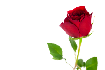 A single red valentine rose symbolising love and romance isolated against a transparent background.