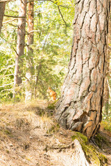 Naklejka premium Landscape