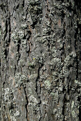 Rough grey surface of pine