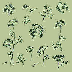  beautiful sprig and fennel seeds are drawn with a black outline, botanical print