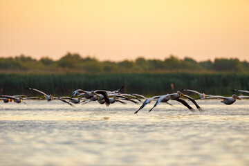 pelicans in the Danube Delta at sunrise in romania