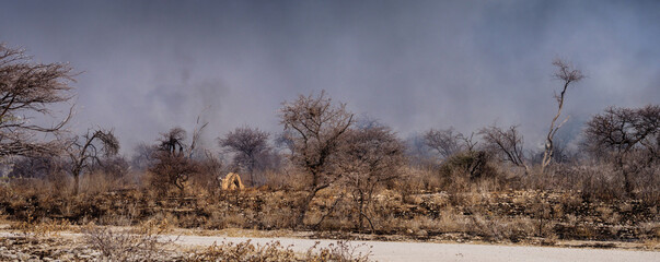 Wildfires in Africa, Namibia. Burning bushes and dry grass in savanna of Etosha reserve. Panoramic landscape with burned forest in smog along road. African savannah in a smoke clouds over dead trees.