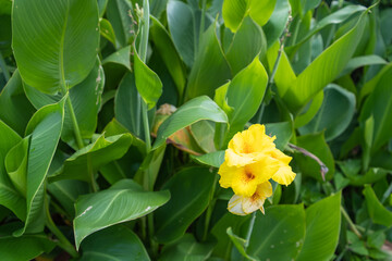密集する緑の葉っぱに強い存在感で咲くカンナの花
