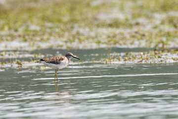 Greater Yellowlegs