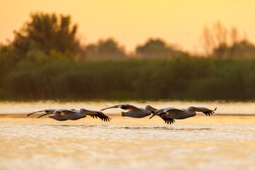 pelicans in the Danube Delta at sunrise in romania