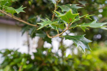 鋭いトゲを持つ魔除けの樹木、ヒイラギ