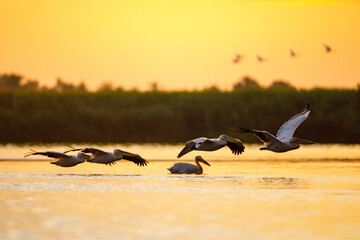 pelicans in the Danube Delta at sunrise in romania